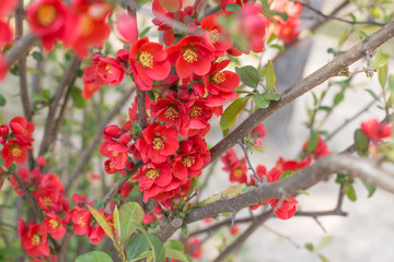 red Chaenomeles speciosa Sweet Nakai flowers on tree branch