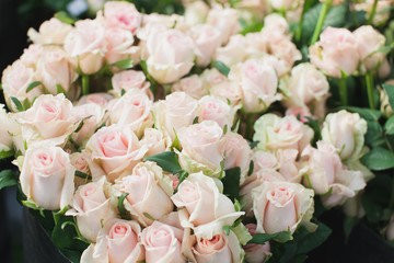 Sweet Dolomiti roses on flowerbed background
