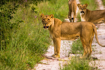 Fototapeta na wymiar lion cub and lioness