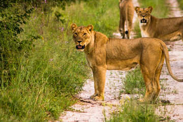 lion cub and lioness