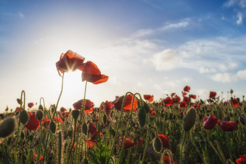 poppy fields on a warm sunny evening 