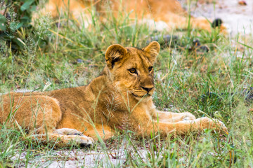 lion cub in the grass