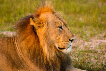 male lion in the wild
