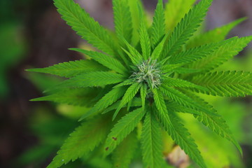 Fototapeta na wymiar Cannabis Pflanze Eigenanbau CBD