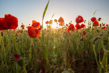 poppy fields on a warm sunny evening 