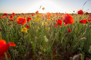 Fototapeta na wymiar Poppies in the field as the sun goes down 