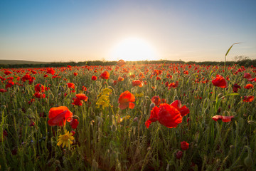 Fototapeta na wymiar poppy fields on a warm sunny evening 