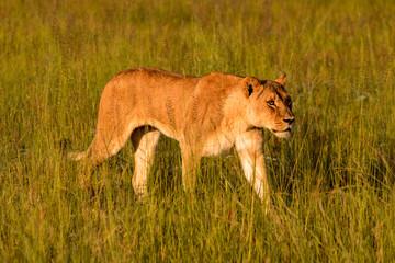 lioness out hunting for food