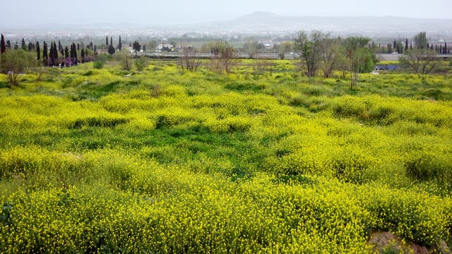 Paisaje de un campo lleno de jaramagos amarillos