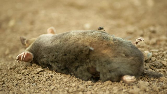 Poisoning by poison rodenticides pesticide agriculture against rodents voles mice. mole European Talpa europaea dead death corpse soil ground mouse, infections deratization, flies crawl insect fly
