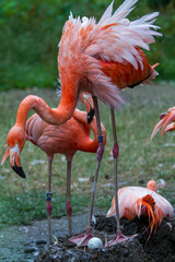 Flamingos