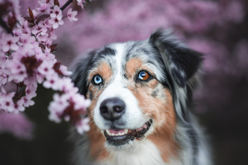 Australian shepherd