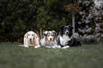 Australian shepherds and labrador retriever