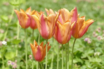 Orange flowering tulips (Tulipa), Green Backgound, Germany