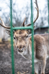 Cute deer locking at your eyes
