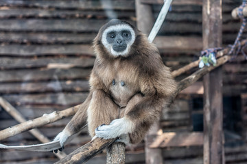 Cute monkey in a zoo 