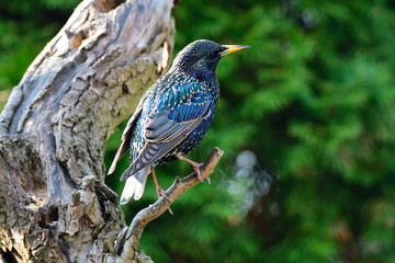Star bei der Futtersuche im Frühjahr	