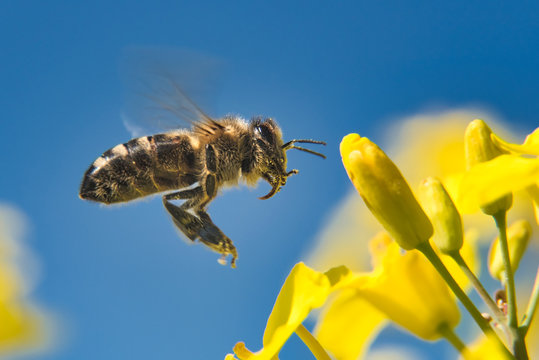 bee shortly before landing on rapeseed flower