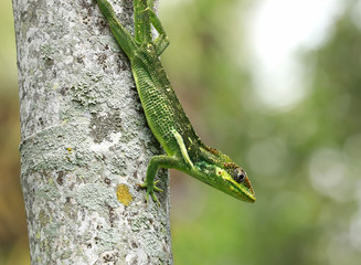 Knights anole lizard also known as a Cuban knight comes down a palm tree as it hunts for food.