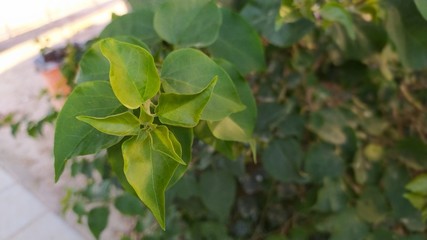 Madagascar Periwinkle, old maid, pink periwinkle, rose periwinkle, Catharanthus roseus