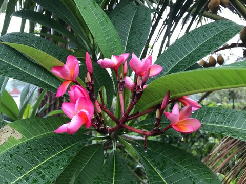 Pink Tropical Flowers