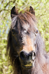 Beautiful Welsh Mountain pony portrait