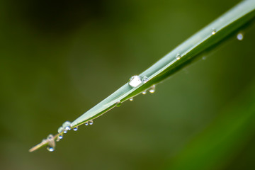 Drops of water among the reeds at dawn.