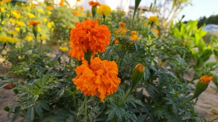 Marigold, Mexican marigold, tagetes erecta, Aztec marigold 