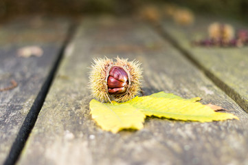 sweet chestnut on old wooden table Castanea sativa