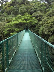 Into the Jungle Canopy