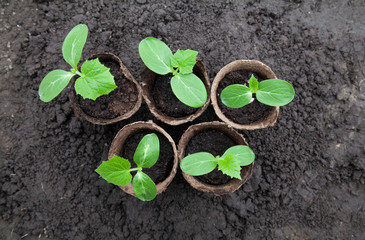 Cucumber seedlings