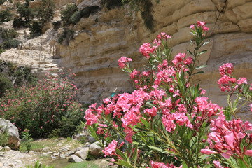Blooming rododendrone flowers in Avakas Gogre