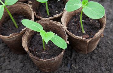 Cucumber seedlings