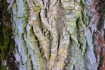 Old wood tree texture background pattern.nature abstract