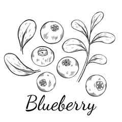 Blueberry hand drawn vector illustration. Sketch style drawing isolated on white background with leaf. Organic vegetarian object for menu, label, recipe, product packaging