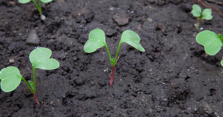 Young green radish