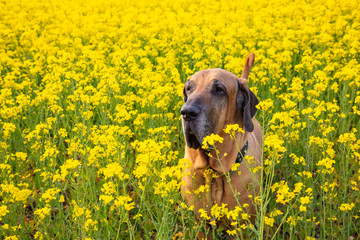Big dog of fila brasileiro breed in rapeseed field in summer