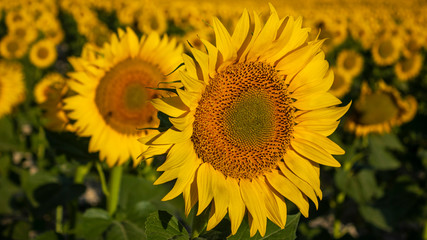 Fototapeta na wymiar Sunflower cultivation at sunrise in the mountains of Alicante.