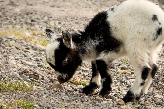 117 Best Bebe Chevre Images Stock Photos Vectors Adobe Stock