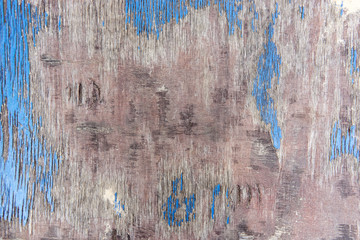 Rough texture of wooden plywood with deep cracks, scuffs, natural pattern of annual rings and peeling blue paint. Surface as abstract background for your design