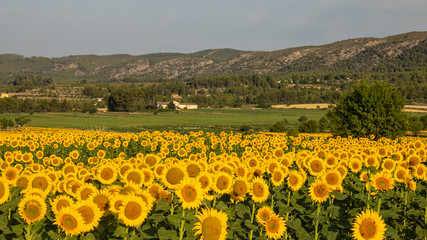 Obraz premium Sunflower cultivation at sunrise in the mountains of Alicante.