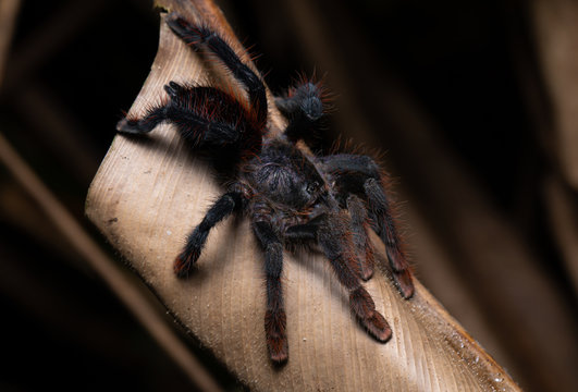 Closeup of a tarantula (Avicularia sp.) from the Ecuadorian Amazon. 