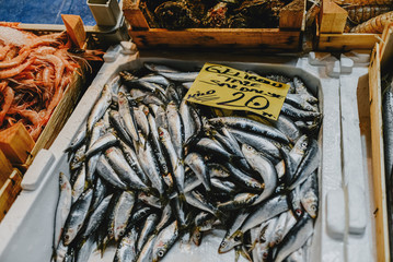 Istanbul Turkey freshly caught fish on the counter