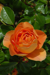 Beautiful apricot coloured flower of the English Shrub Rose, Pat Austin
