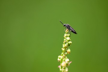Insecte