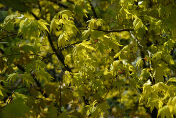 Fresh green leaves on an Acer Palmatum, Orange Dream