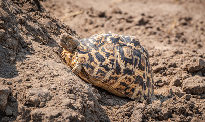 Leopard tortoise (Stigmochelys pardalis) in the Hwange National Park, Zimbabwe