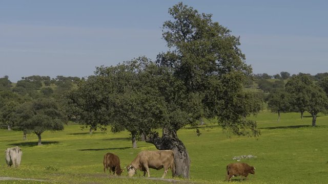 Retinta breed calves grazing in the spring of the Pedroches Valley. Limousin. Angus