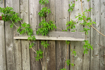wooden fence with green leaves