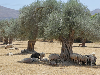 Schafherde unter griechischen Olivenbäumen